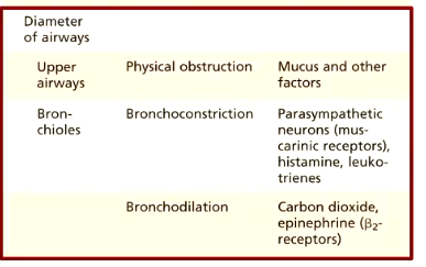 <ul><li><p>upper airays more affected by physical obstruction because the cartilage keeps them open</p></li><li><p>resistance in bronchioles dependent on bronchoconstriction and bronchodilation</p></li></ul><p></p>