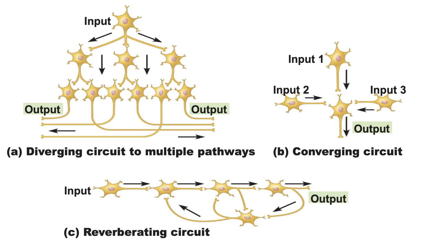 <p><strong>Neuronal Circuits Diverging Circuit </strong></p><ul><li><p>What is a diverging circuit?</p><ul><li><p>What is a converging circuit?</p></li></ul></li></ul><p></p>