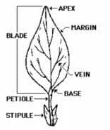 <ul><li><p>wide, flat part of a plant leaf that catches sunlight for photosynthesis</p></li></ul><p></p>