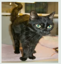 <p>A 12 year old cat presents with weight loss but is polyphagic. You can tell the cat has an unkempt and ragged haircoat. He is stress intolerant and open mouth breathes in stressful situations. Thoughts?</p>