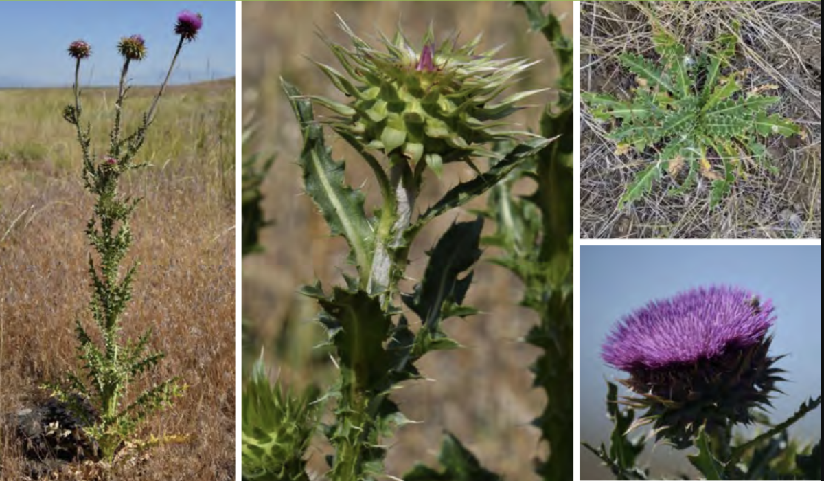 <ul><li><p>Musk thistle</p></li><li><p>Sunflower family</p></li><li><p><strong>NOXIOUS</strong></p></li></ul><p></p>
