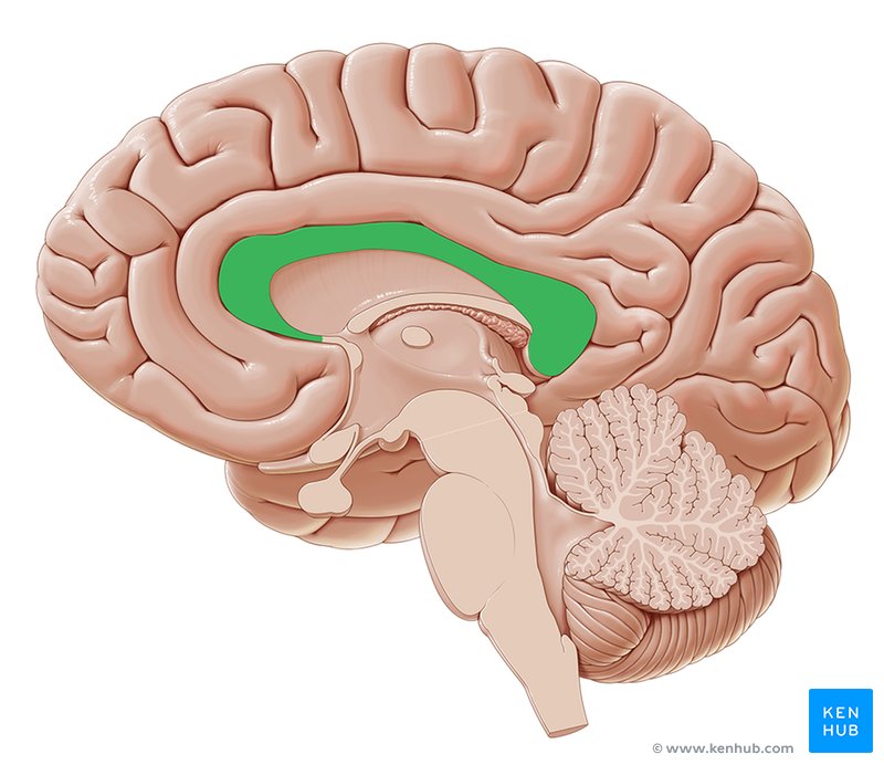 <p>What structure is shown.</p>