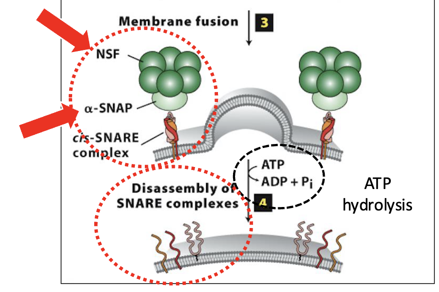 <p>Disassembly of the SNARE complexes</p><ol><li><p>after vesicle/target membrane fusion, SNARE complexes (and Rab/Rab-effector complexes) dissociate and are recycled for additional fusion events</p></li><li><p>disassembly of the SNARE complex is mediated by NSF &amp; SNAP, soluble cytosolic proteins</p></li><li><p>they bind to SNARE complexes and unwind (via ATP hydrolysis) the SNARE domains linking v/t-SNAREs</p></li></ol><p></p>