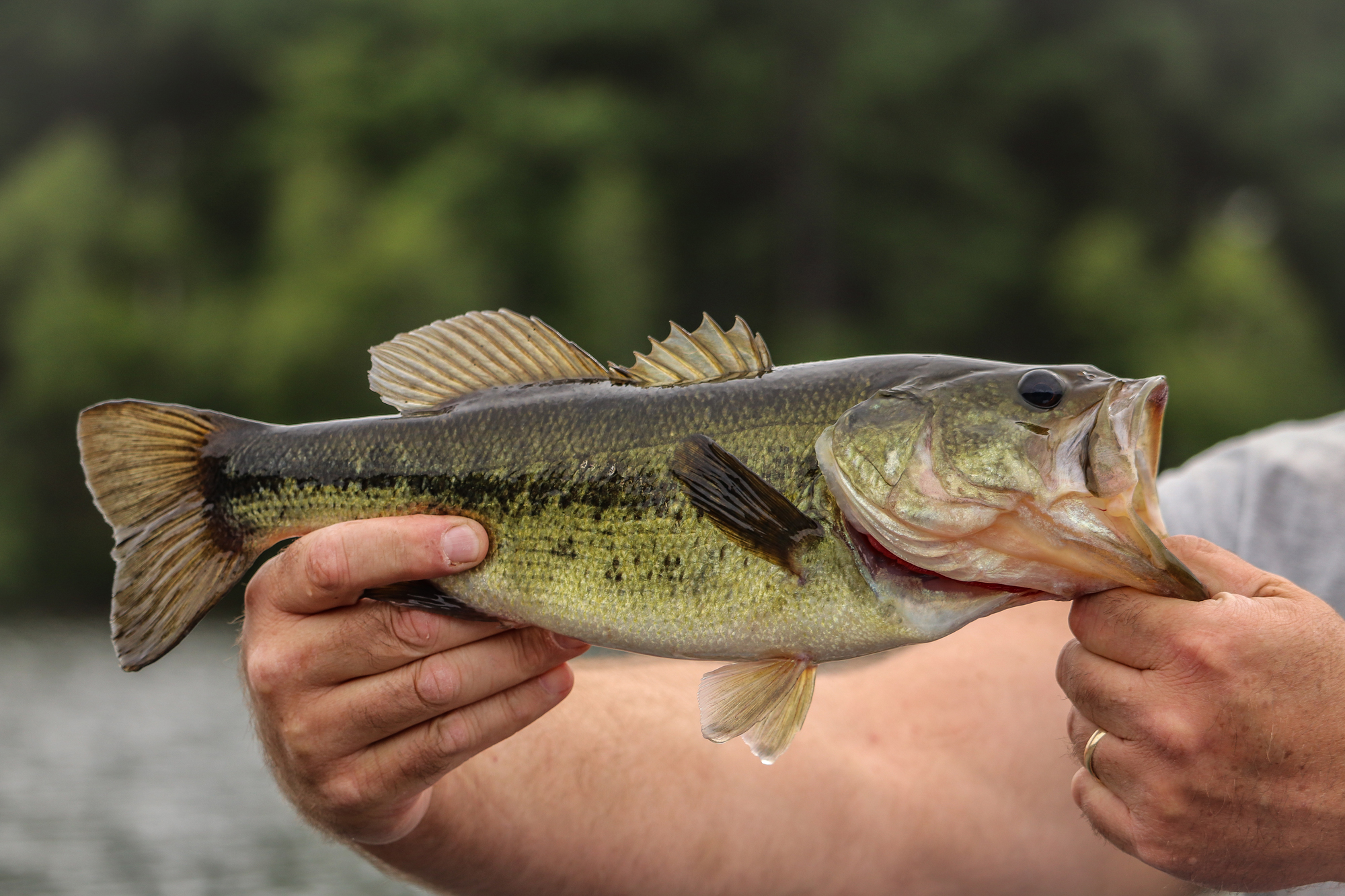 <p>Greenish color, usually with dark horizontal stripe on sides. Deep notch between dorsal fins, but not clearly separated. Upper jaw extends beyond eye.</p>