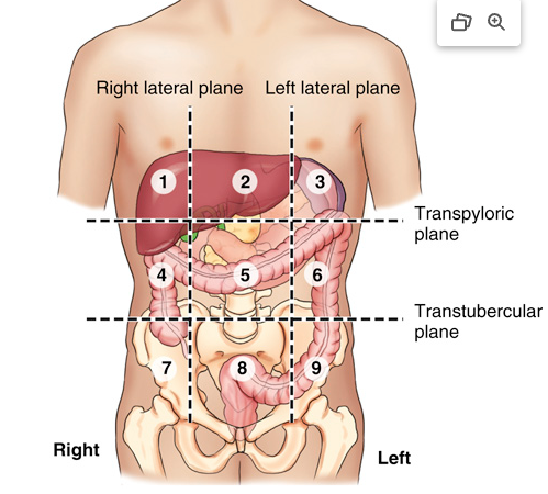 <ol><li><p>right hypochondriac</p></li><li><p>epigastric</p></li><li><p>left hypochondriac</p></li><li><p>umbilical</p></li><li><p>left lateral</p></li><li><p>right inguinal</p></li><li><p>pubic </p></li><li><p>left inguinal </p></li></ol><p></p>