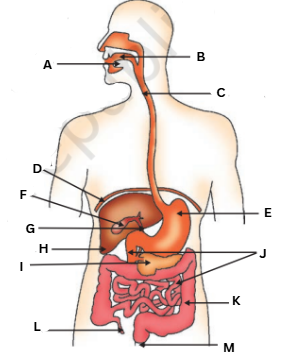 <p>Label the following diagram (Human Alimentary Canal)</p>