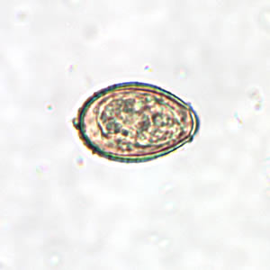 <p>hermaphroditic as an adult</p>