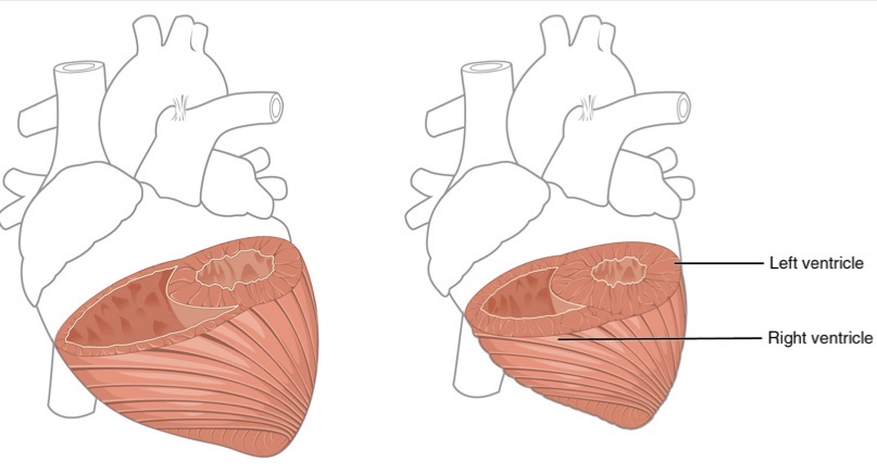 <p>Which is contracted which is relaxed?</p>