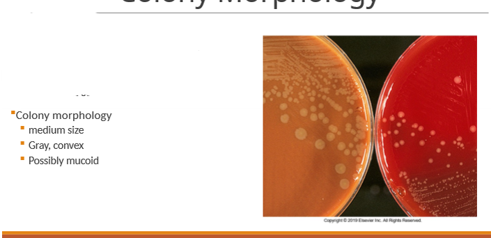 <p>only positive for glucose </p>