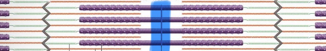 <p>bisects H band; links thick filaments to each other</p>