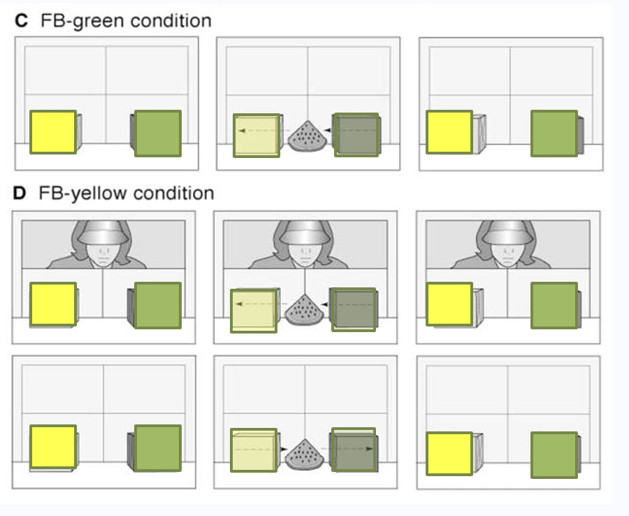 <p><strong>False Belief Induction Trial: </strong></p><p>C: actor left the room and the toy moved from the green to yellow. discrepancy between actors reality and baby as baby saw the change but actor didnt. where would character look - should say green as didnt witness change</p><p>D: actor witnessed change of location from green to yellow. then they left room and the toy went back to the green. actor should look in yellow as they still believe it in the yellow but baby saw it go to green.</p><p></p><p>test trial: actor came and looked for toy. tested if baby looked surprised with where the actor looked. </p><p>•15 month-olds seemed to realize that “others act on the basis of their beliefs and that these beliefs are representations that may or may not mirror reality.”</p><p><span style="font-family: Menlo; line-height: normal; font-size: 9px;">	•	</span><span style="font-family: "Helvetica Neue"; line-height: normal; font-size: 12px;">	⁃	</span>bablies looked more at trials that were incongruent with what they had seen</p>