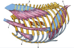 <p>1. Scalenus m</p><p>2. serratus dorsalis cranialis m.</p><p>3. diaphragm</p><p>4. rectus thoracis</p><p>5. external intercostal mm (not shown in image)</p>