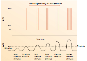 <p>strong stimulus that will make the most amount of action potentials (AP)</p>
