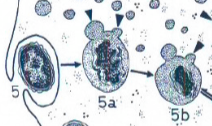 <p>Opname van vast materiaal (bv. bacteriën) via het plasmalemma. De gevormde endosomen noemt men fagosomen. Deze versmelten met primaire lysosomen tot secundaire lysosomen waar het materiaal wordt afgebroken.</p>