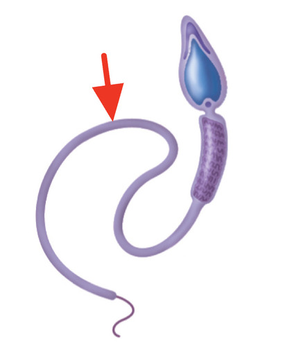 <p>flagellum that propels the cell forward</p>