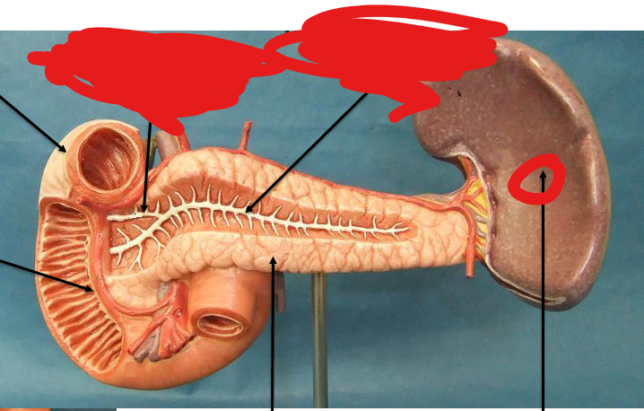 <p>what is this organ</p>