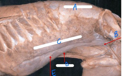 <p>A</p>