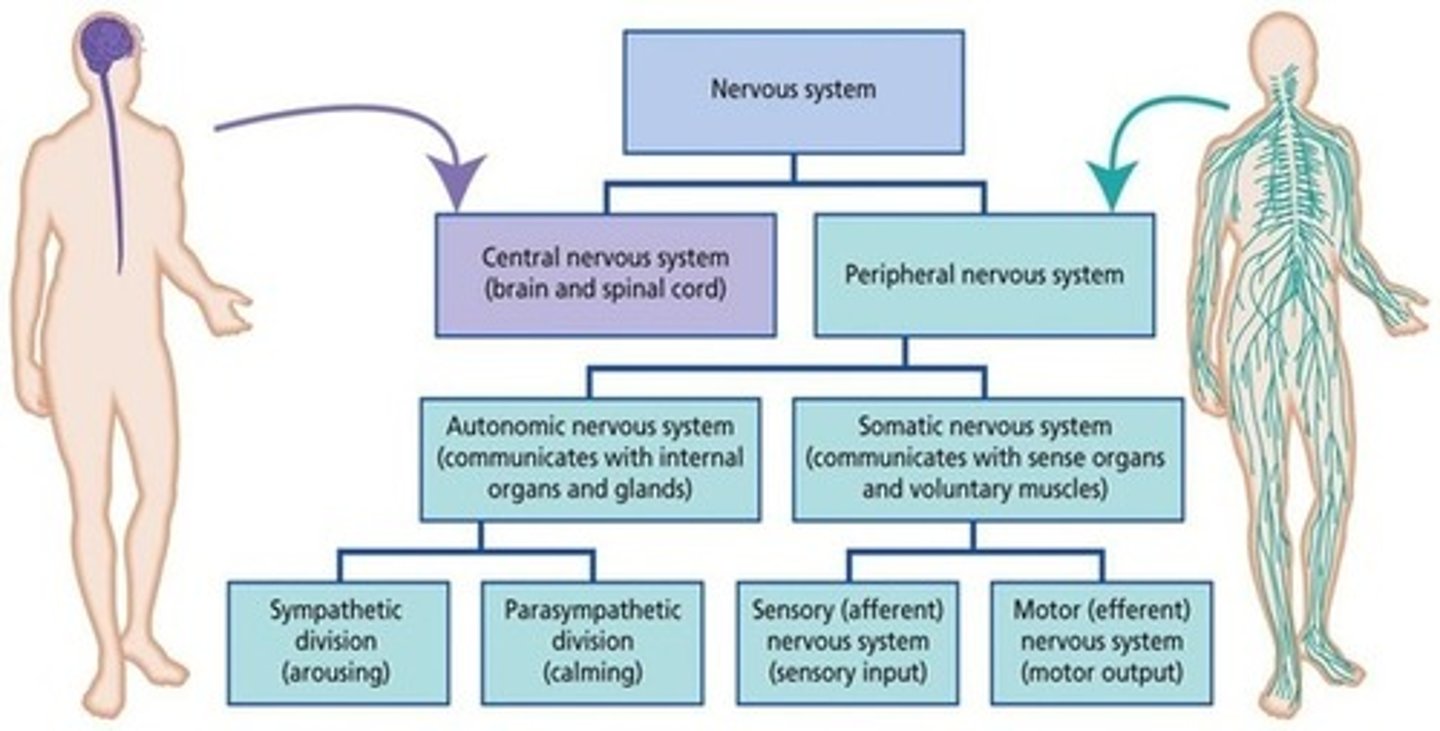 <p>(D) I and III Only</p><p>The efferent neurons of the autonomic nervous system control the following types of cells:</p><p>- Smooth muscle cells</p><p>- Cardiac muscle cells</p><p>- Gland Cells</p><p>Skeletal muscle cells are controlled consciously by the somatic nervous system.</p>