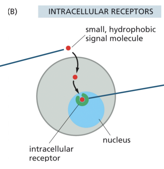 <p>(a) steroid hormones (Estrogen or cortisol) → estrogen-cytoplasmic receptor and cortisol-cytoplasimc receptor</p>