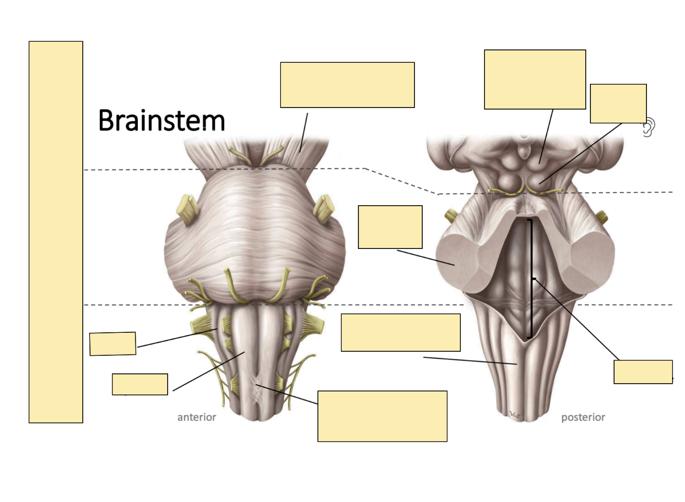 <p>Identify parts of the midbrain, pons, and medulla from anterior and posterior views [Image]</p>