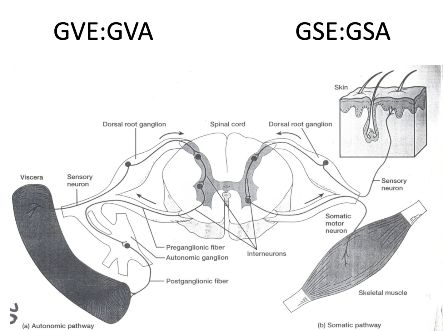 <p>general visceral efferent (GVE) fibers</p>