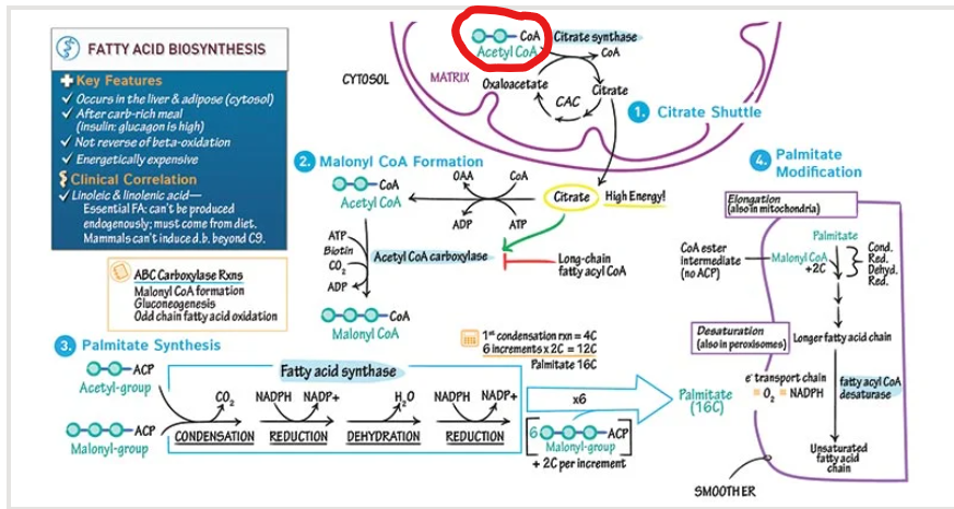 <p>The fatty acid syntheis pathway beins with acetyl-CoA- but what <strong>must it first do to start fatty acid synthesis</strong></p>