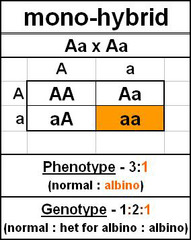 <p>a cross that involves hybrids for a single trait</p><p>only two alleles for a single gene involved</p>