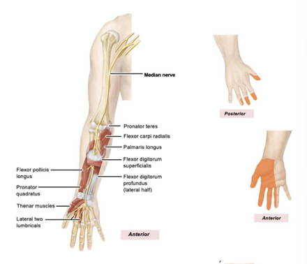 <p>sensory: lateral palm, motor: most anterior forearm muscles, hand: thenar muscles, lumbricals going to fingers 2 and 3. FOR DONOR: middle of the M</p>