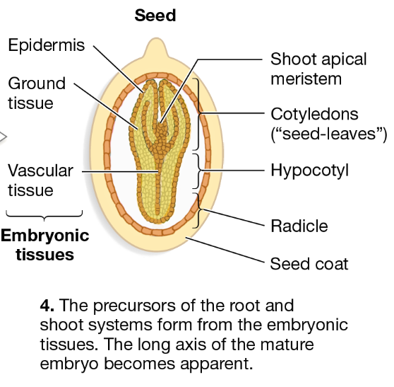 <p>What structures are present in the mature embryo?</p>