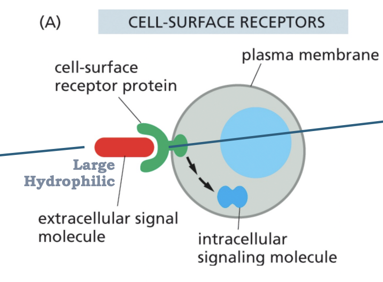 <p>(a) growth factors (EGF) → EGFR or ErbBi</p><p>(b) peptide hormones (insulin) → insulin receptor (IR)<span data-name="copyright" data-type="emoji">©</span> neurotransmitter (acetylcholine) → nicotinic acetylcholine receptor</p>