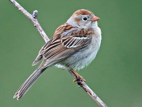 <p>Common: </p><p>Order:</p><p>Family:</p>