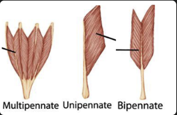 <p><span>Fascicles at angle relative to the line of action</span><br><span>• Unipennate</span><br><span>• Bipennate</span><br><span>• Multipennate</span></p>