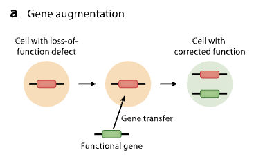 <p>involves adding a copy of a functional gene → cell with corrected function</p><ul><li><p>loss of function genes</p></li></ul><p></p>