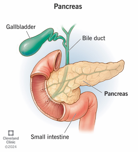 <p>The pancreas </p>