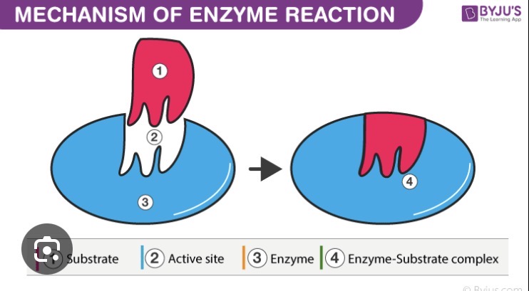 <p>Cofactors and coenzymes are essential non-protein helpers that bind to enzymes, changes their shape or connect them with substrates to activate, increase the rate or enable catalysis.</p><p></p><ul><li><p>Cofactors (inorganic metal ions)= stabilize structures </p></li><li><p>Coenzymes (organic vitamin derivatives)= act as transient carriers of chemical groups or electrons </p></li></ul><p></p>