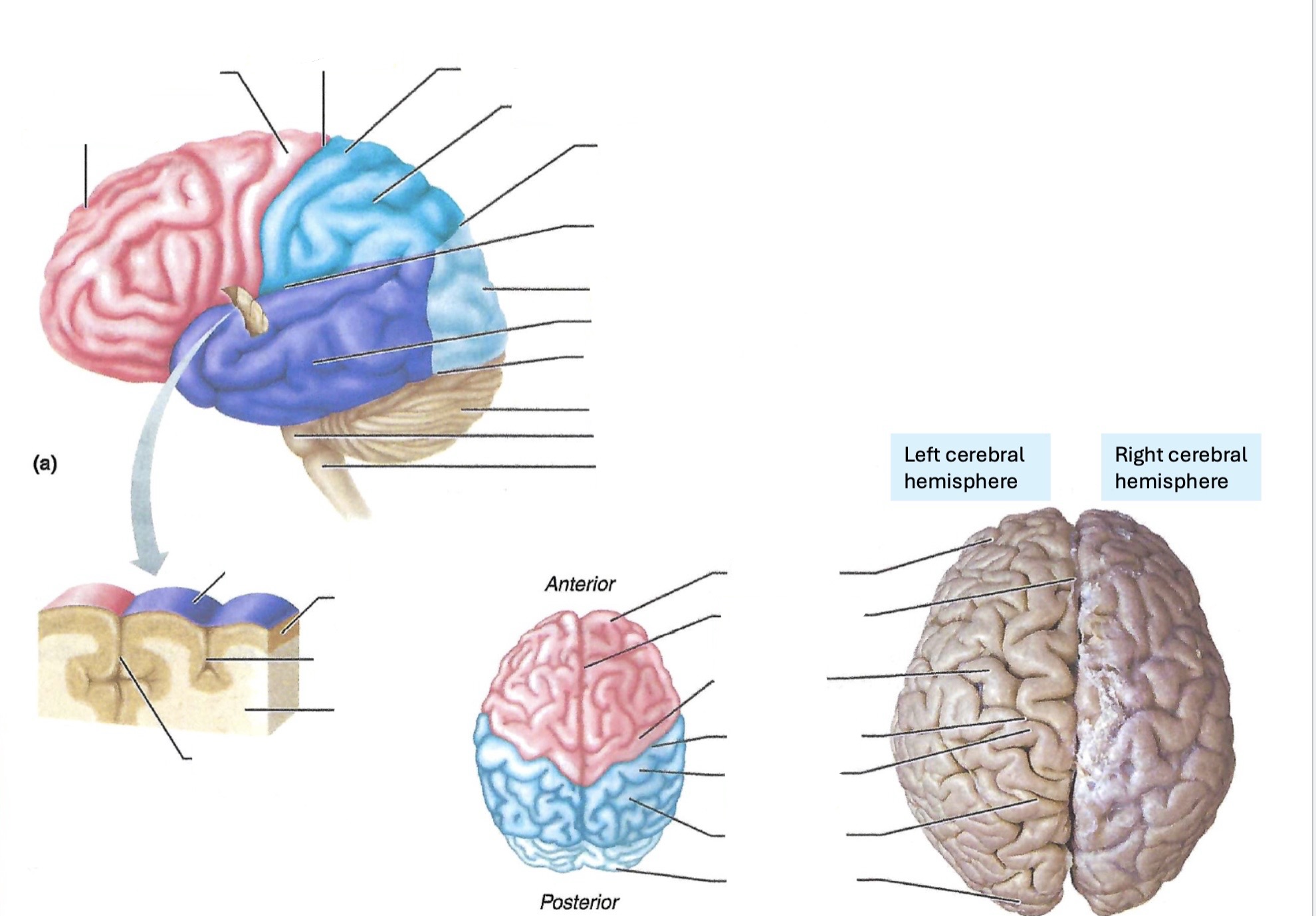 <p><a target="_blank" rel="noopener noreferrer nofollow" class="link" href="https://assets.knowt.com/user-attachments/b5f664ed-43c0-4df0-b402-67359ee190d4.jpg" data-prevent-progress="true">https://assets.knowt.com/user-attachments/b5f664ed-43c0-4df0-b402-67359ee190d4.jpg</a></p>