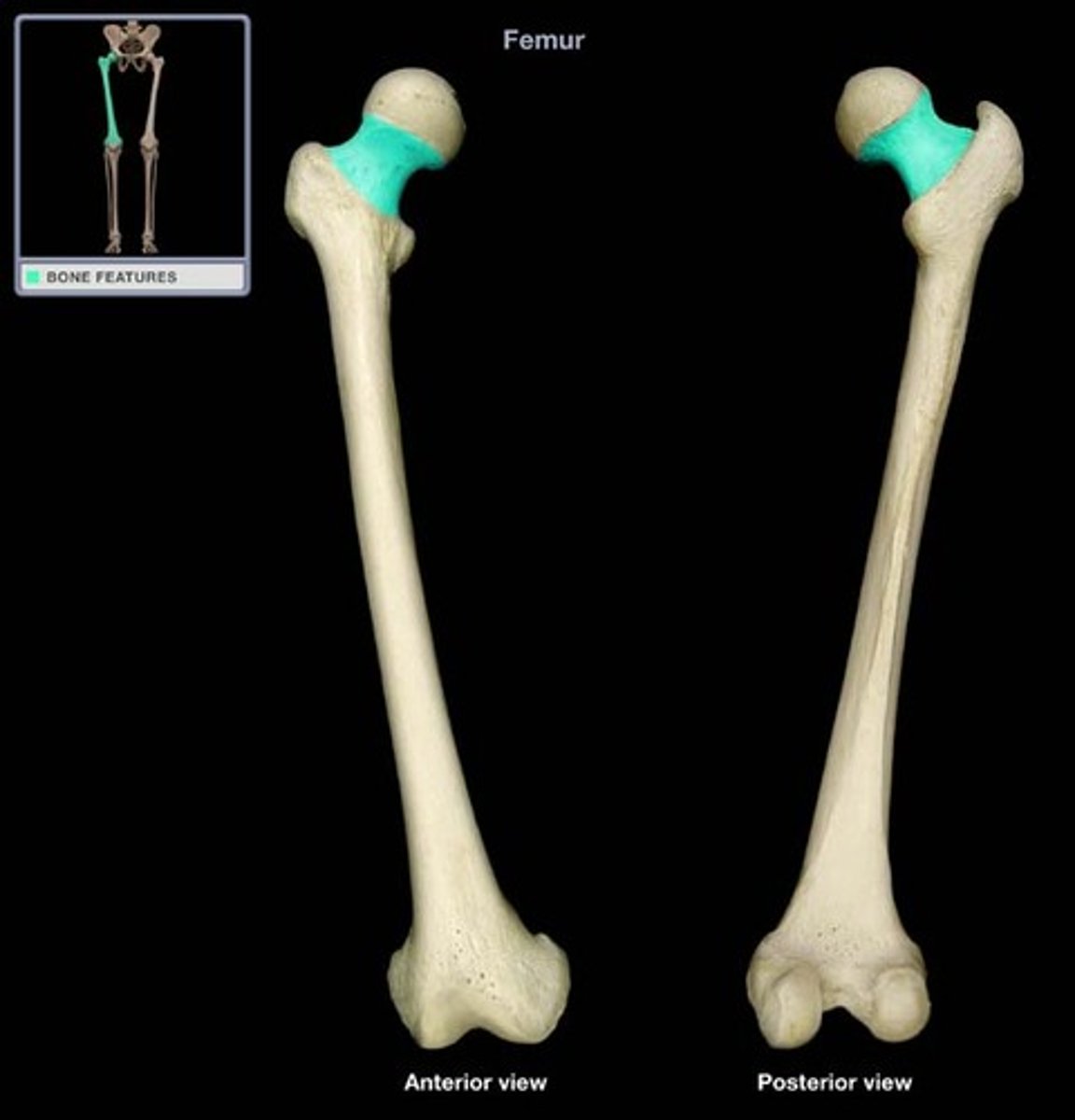 <p>Femur</p>