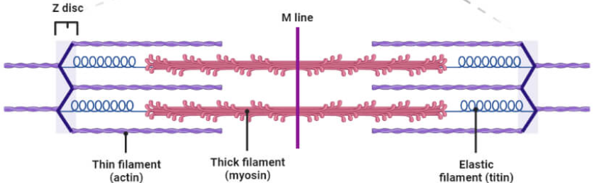 <p>what diagram is this ?</p>