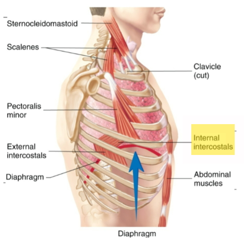 <p>Intercostal muscles.</p>
