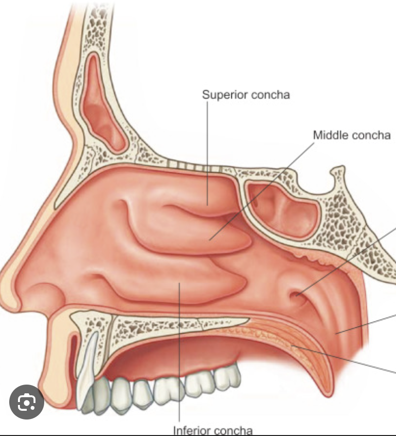<p>Curved bony shelves that:</p><ul><li><p>Increase surface area</p></li><li><p>Warm, humidify, and filter air</p></li><li><p>Create air turbulence for better conditioning</p></li></ul><p></p>