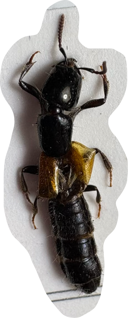 term image