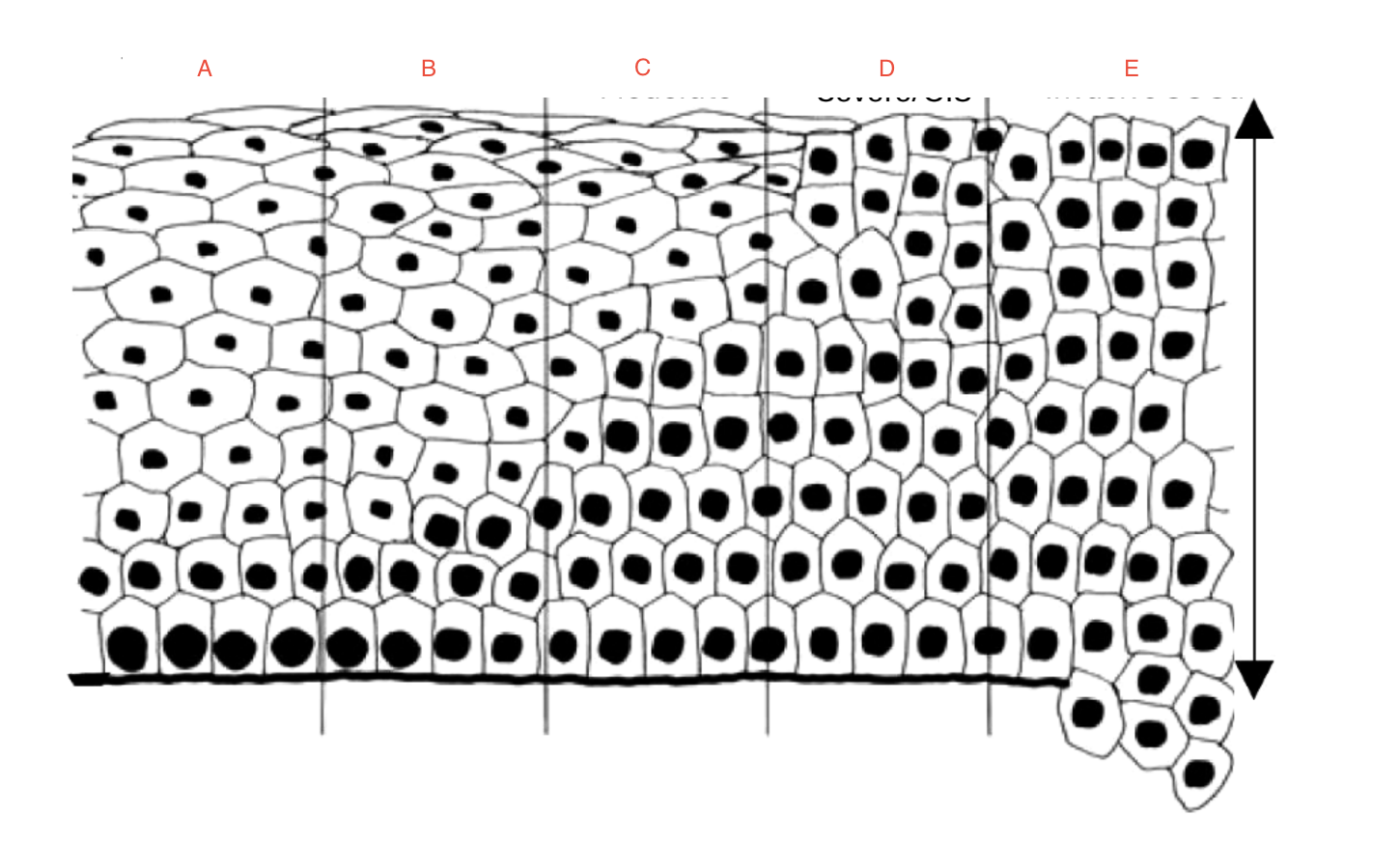 <p>D?</p>