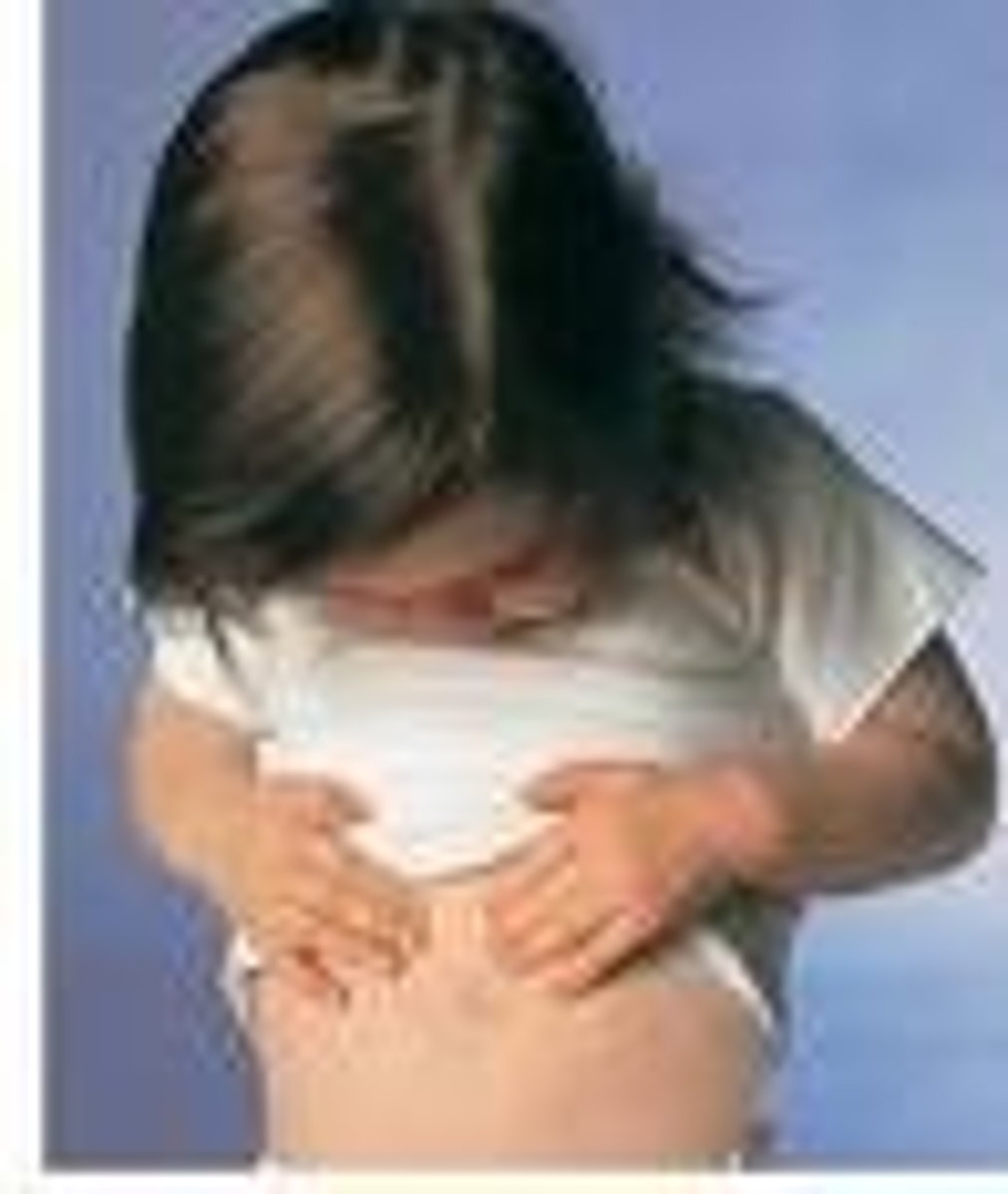 <p>the stomach</p>