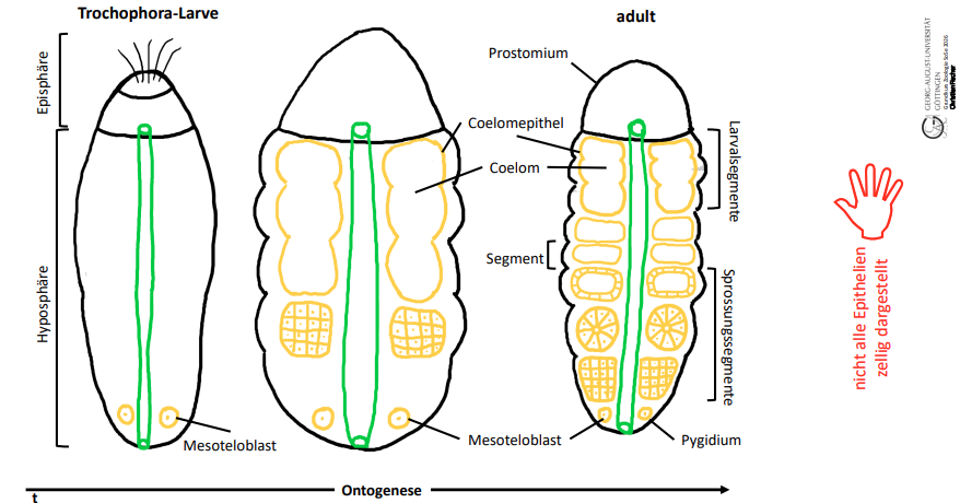 <p>Annelida:Schizocoelie<br>→ Das Coelom entsteht durch Spaltbildung im Mesoderm. Mesodermale Zellmassen teilen sich auf, und dazwischen bildet sich die Coelomhöhle.<br>Asteroidea / Seesterne<br>Asteroida: Enterocoelie<br>→ Das Coelom entsteht durch Ausstülpungen des Urdarms/Archenterons. Diese Ausstülpungen schnüren sich ab und bilden Coelomsäckchen.</p>