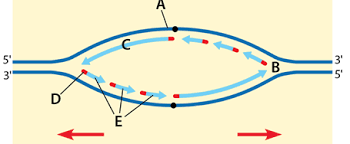 <p>which one is the lagging strand</p>