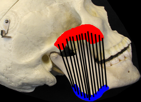 <p>What muscle is being depicted, and what is its action?</p>
