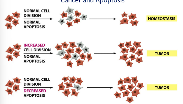 <p>Tumor formation</p>