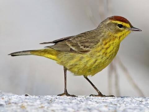 <p>Palm Warbler</p>