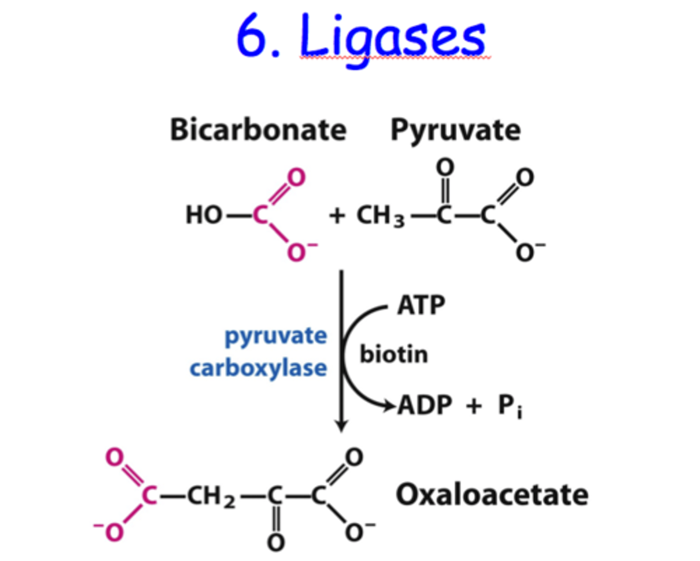<p>Brings two molecules together, Think of it as a glue!</p><p>I like to think of DNA ligase, which joins fragments of nucleotides together in DNA.</p>
