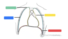 <p>Identify the structure labeled by the blue box</p>